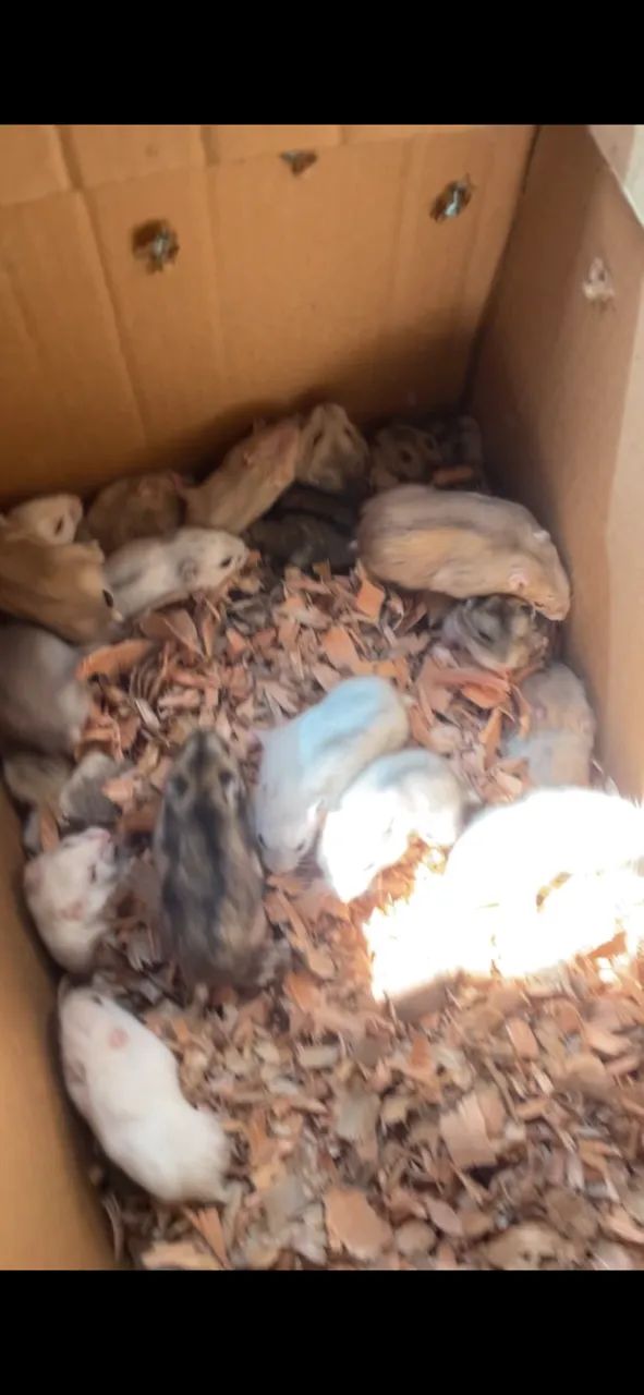 10 hamster 