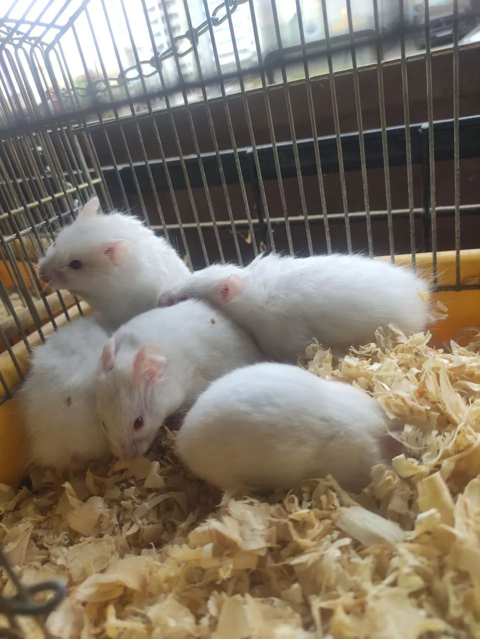 Hamister sírio  - Foto 5