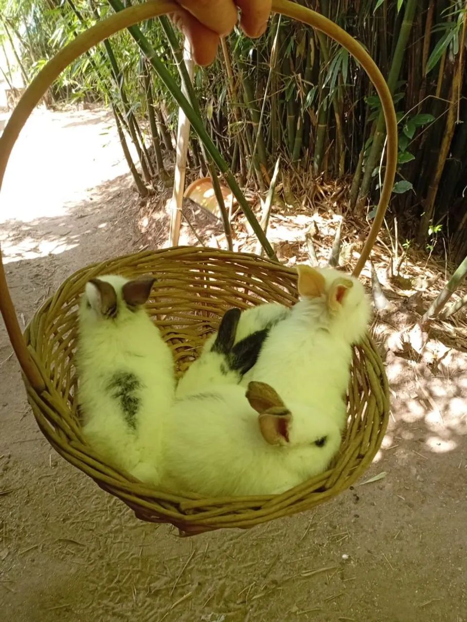 COELHOS PARA VENDA.  - Foto 3