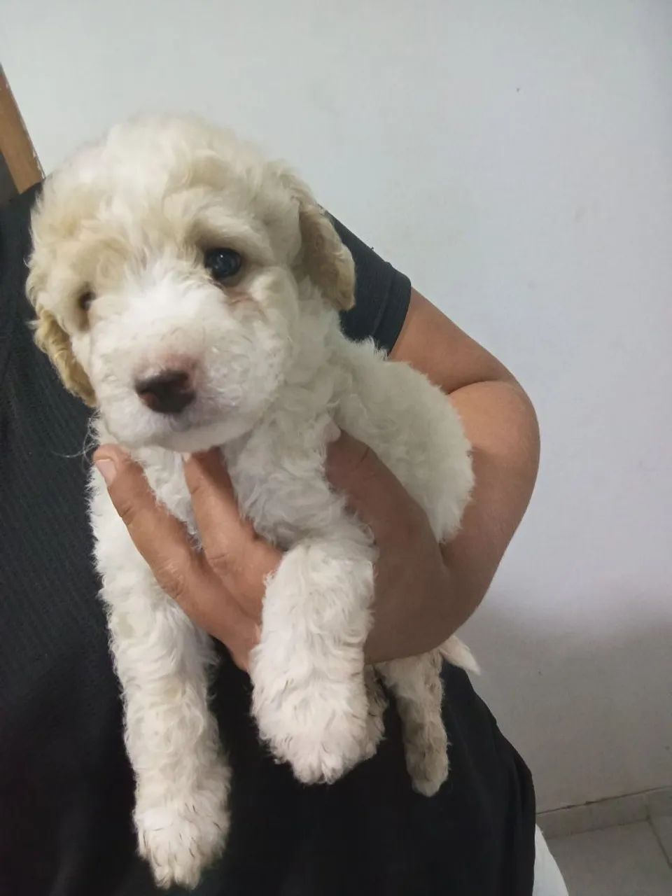 Vendo cachorro poodle número dois - Foto 4