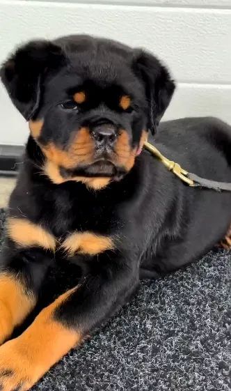 ROTTWEILER FILHOTES - Foto 2
