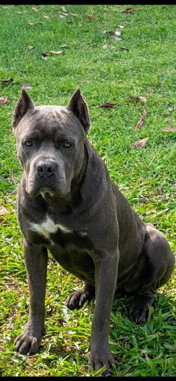 Filhotes de Cane Corso com Pedigree  - Foto 2