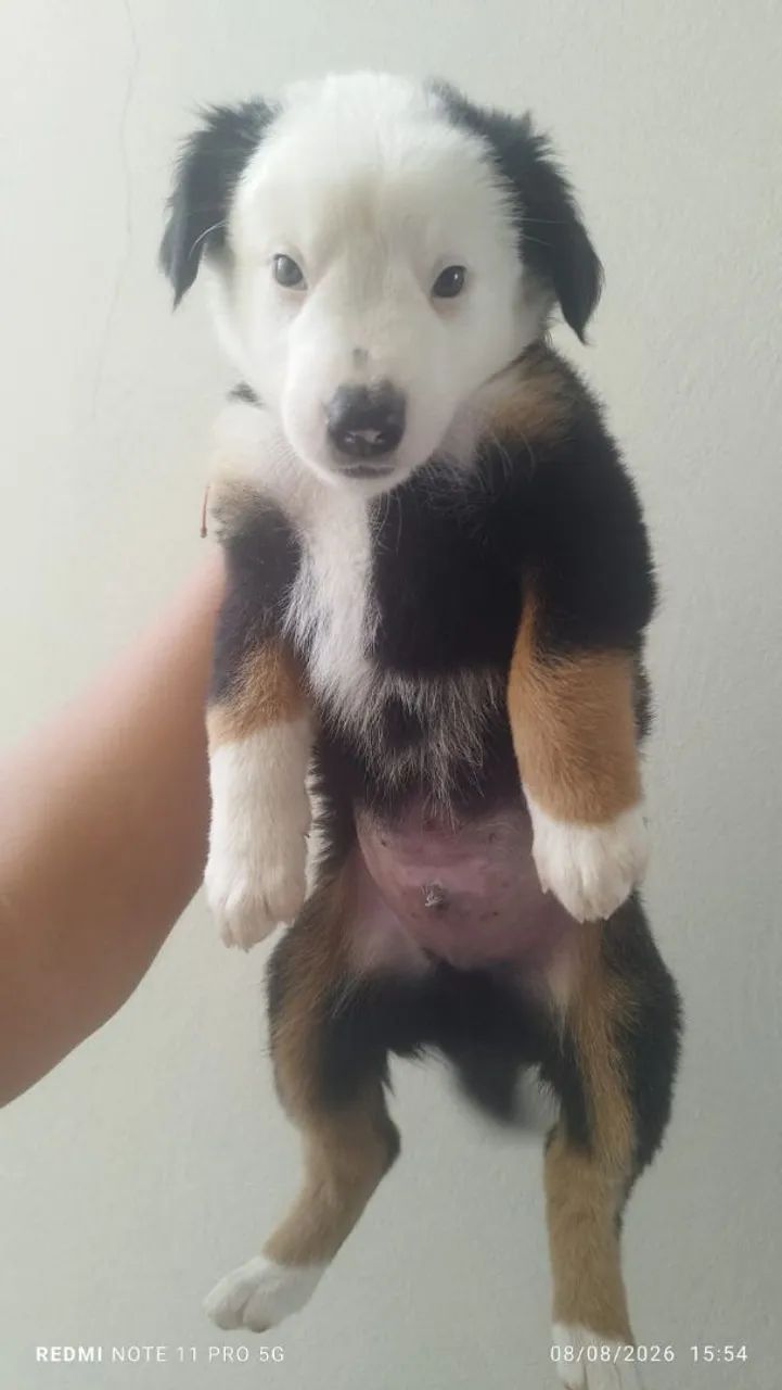 Border collie  - Foto 5