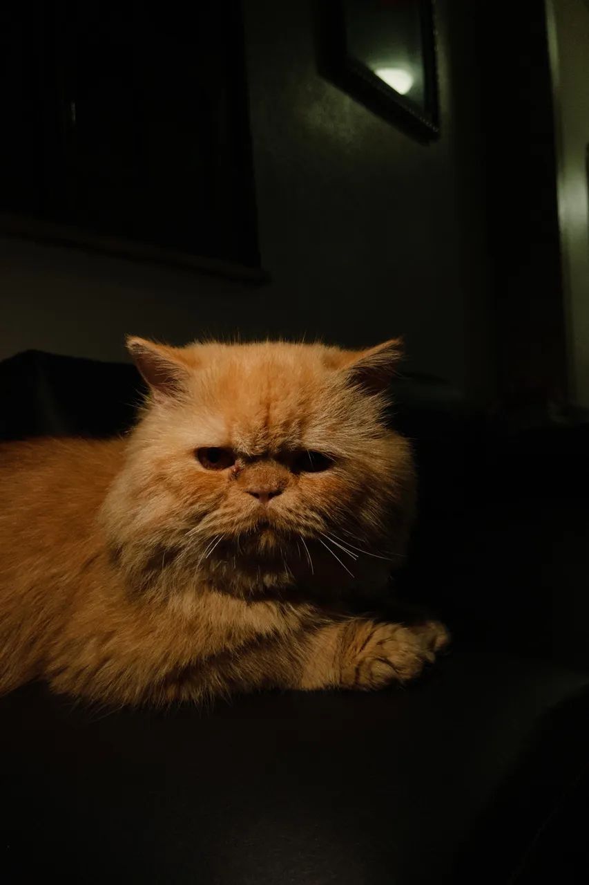 GATO PERSA PURO PARA CRUZAMENTO. - Foto 2