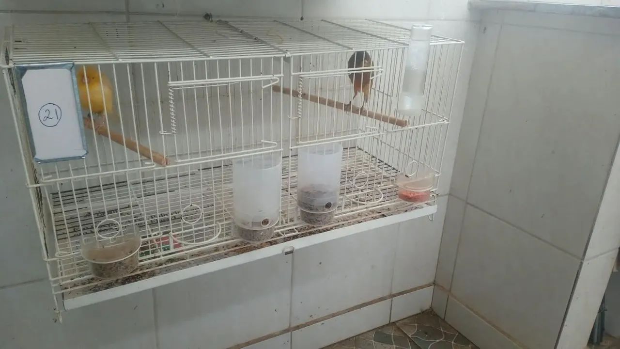 Gaiola 