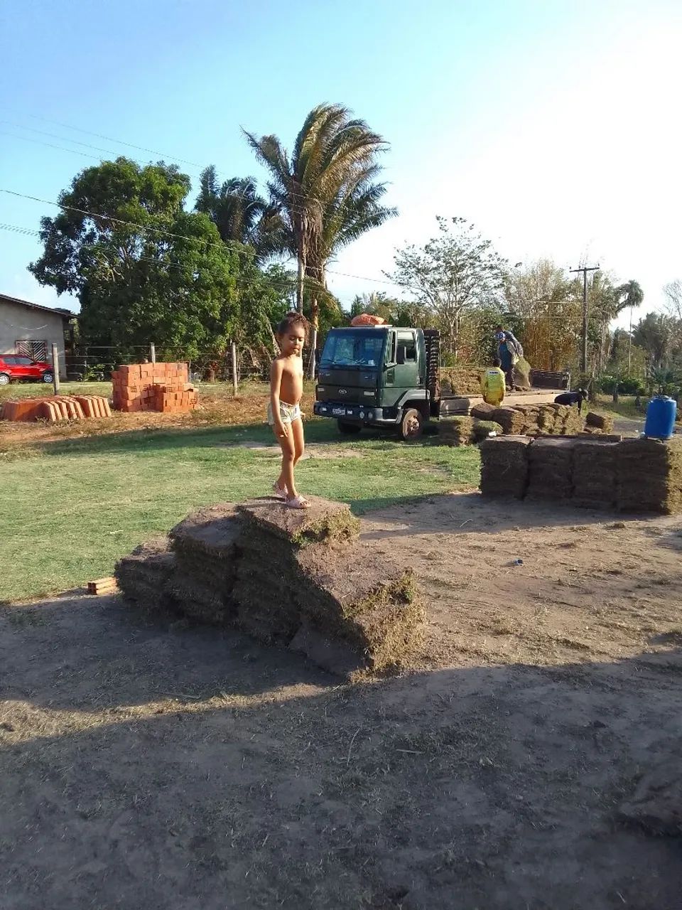 grama esmeralda - Foto 5