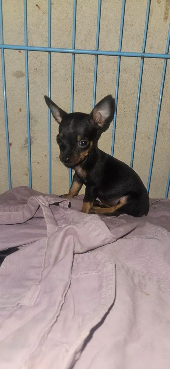Pinscher Fêmea zero zero