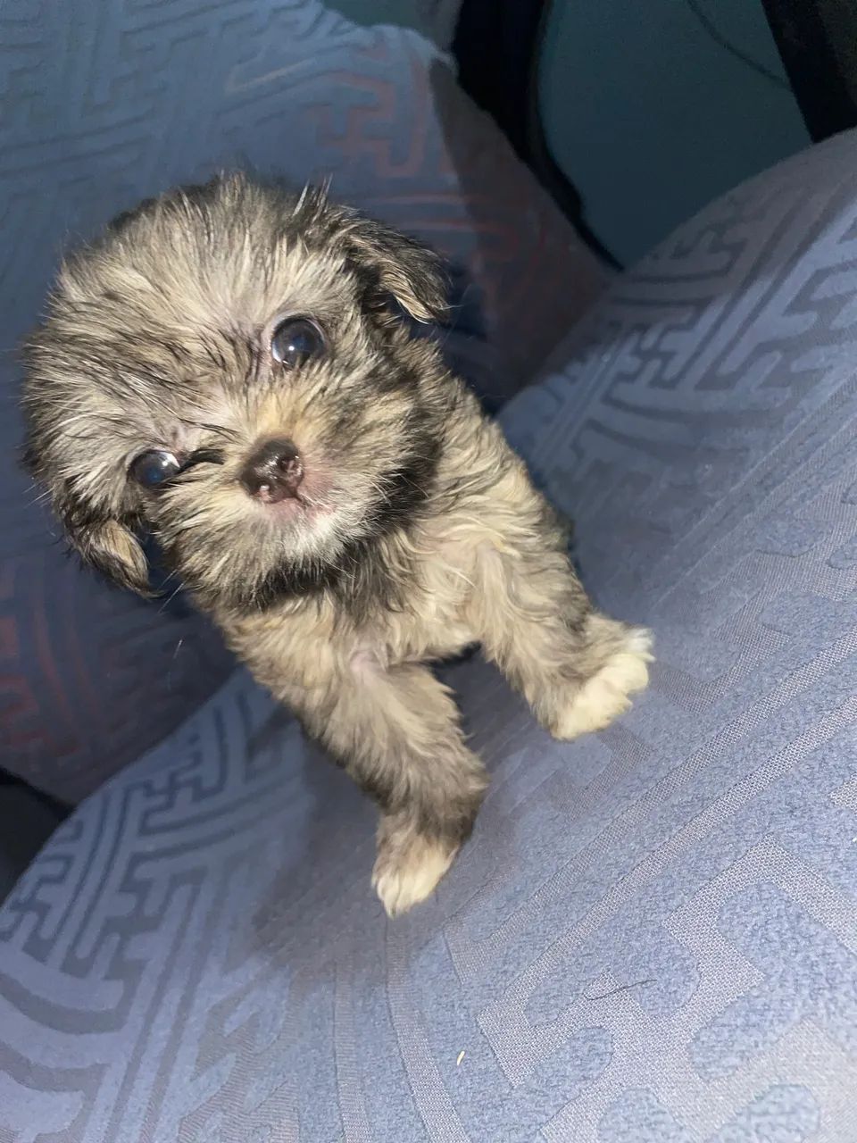 Filhote de cachorro shitzu macho 