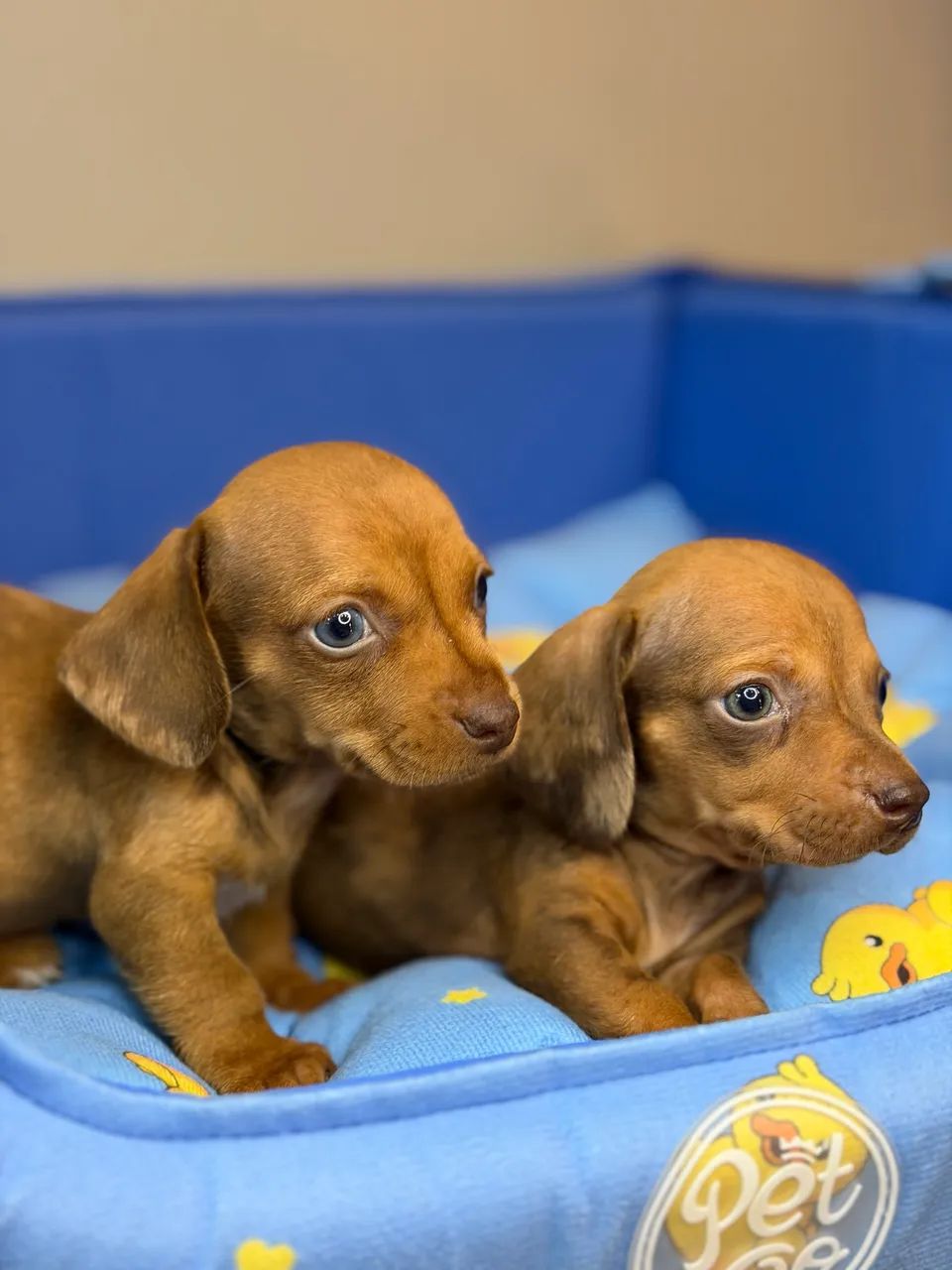 Dachshund / Salsicha arlequim  - Foto 3