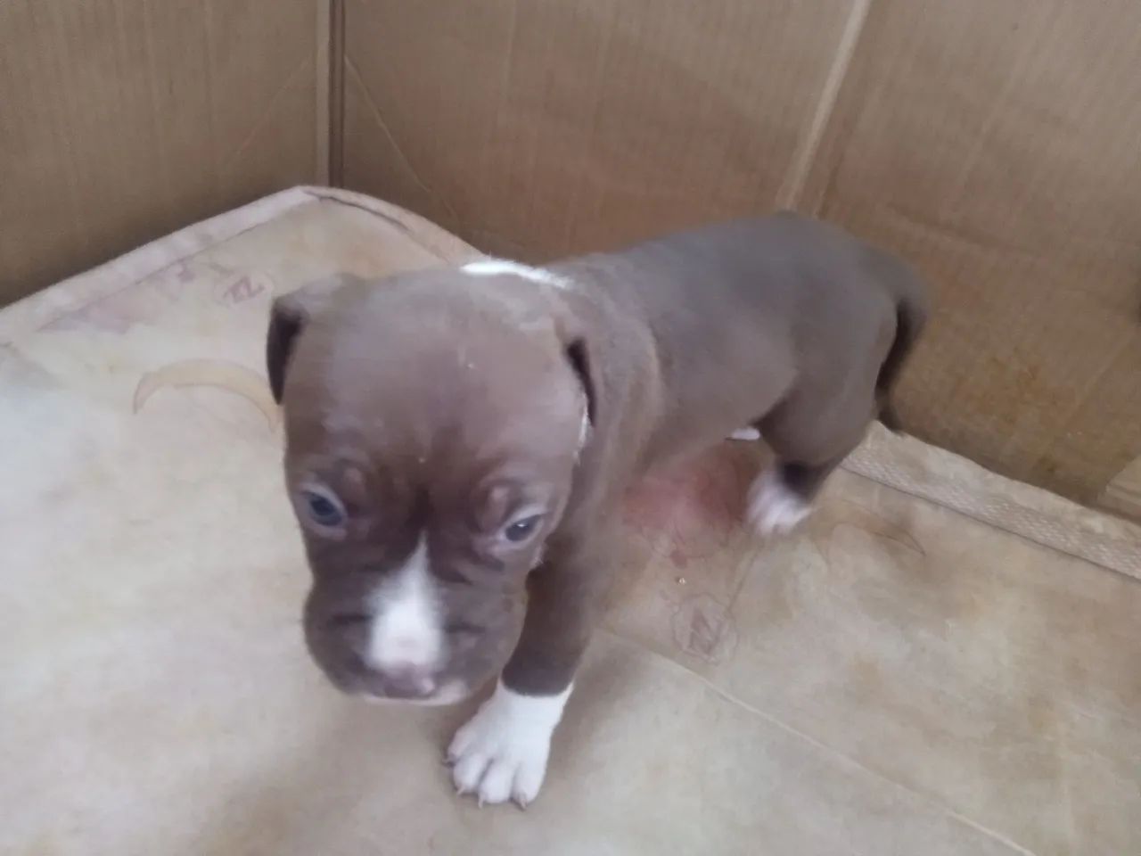 Pit Bull ap.. - Foto 5