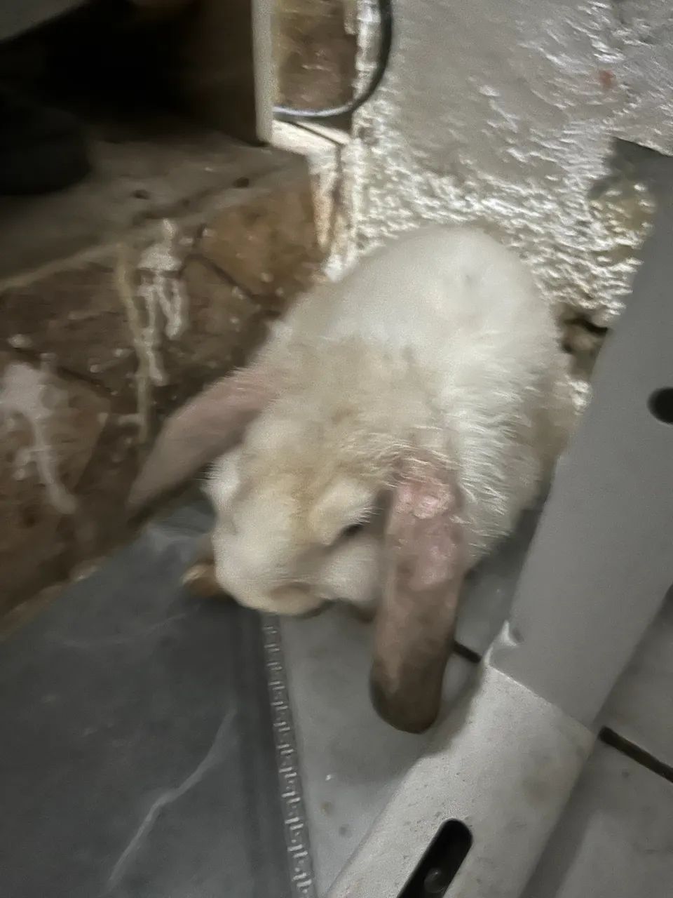 Vendo coelho Mini loop casal  - Foto 3