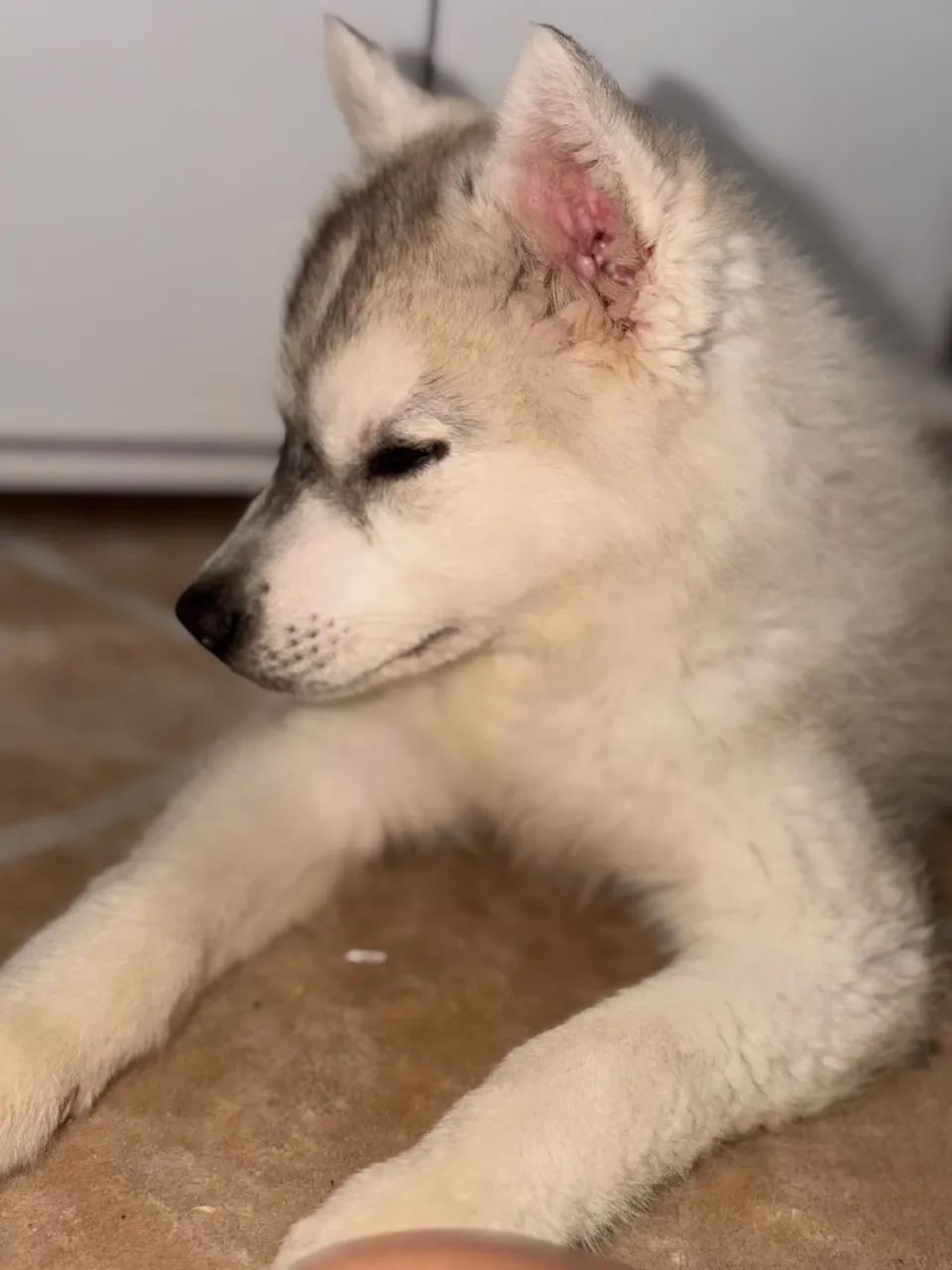 Vende-se Husky siberiano  - Foto 3
