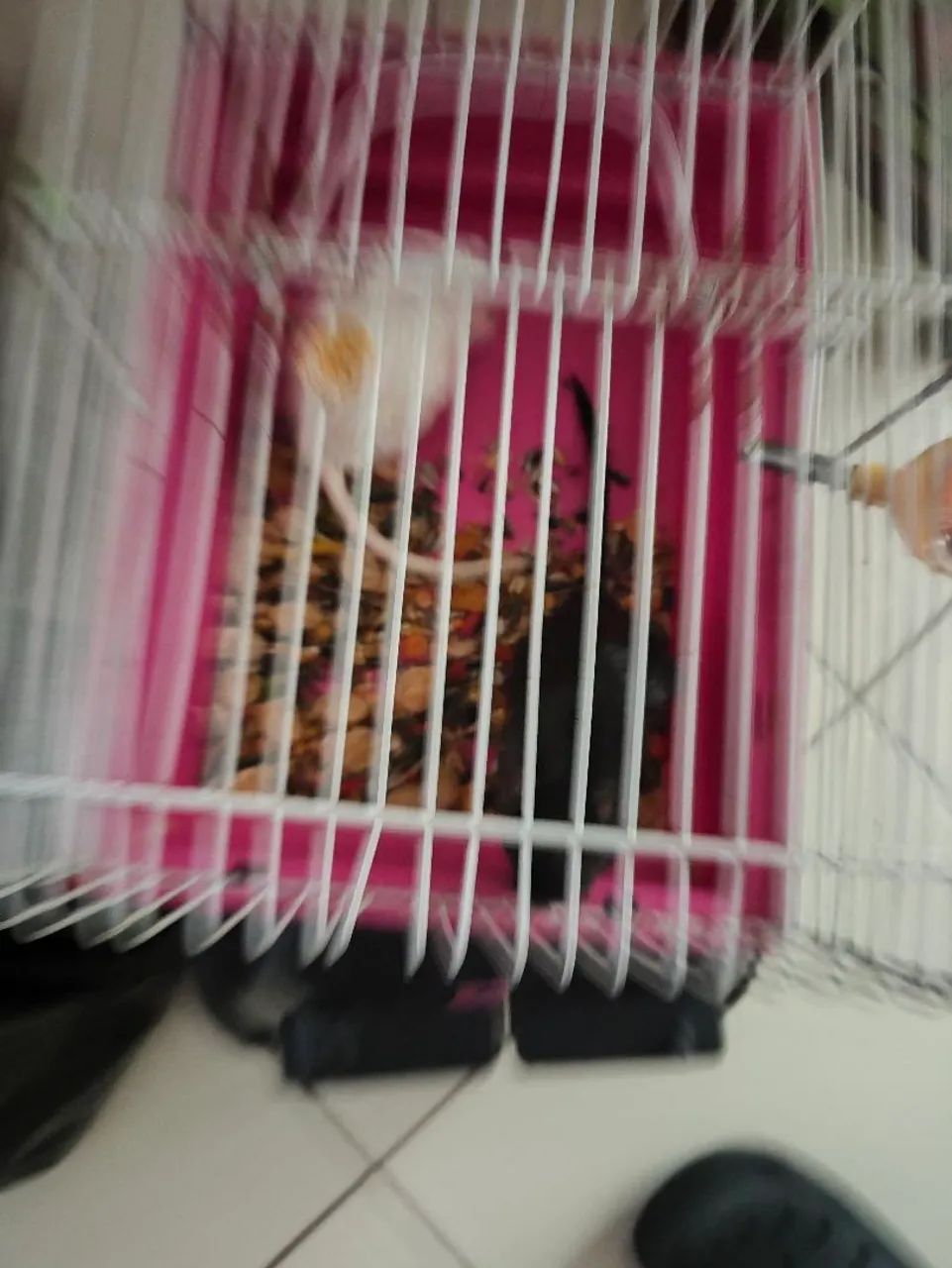 Doa se esquilos da Mongólia  - Foto 3