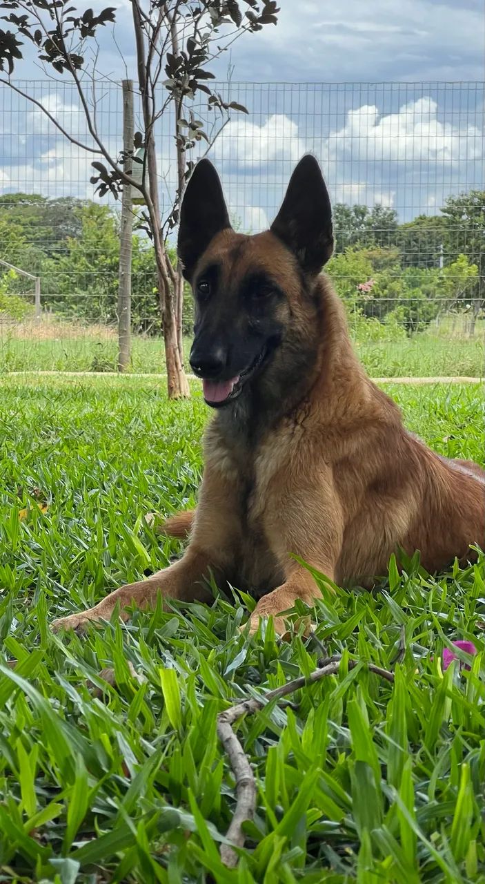 Filhote Pastor Malinois Puro Origem  - Foto 4