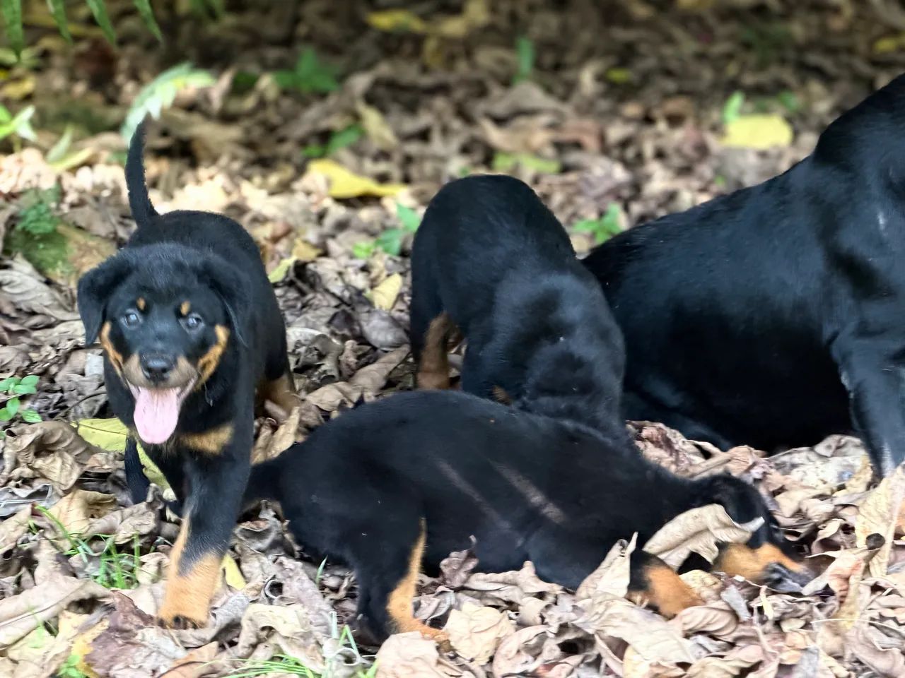 Rottweiler  - Foto 2