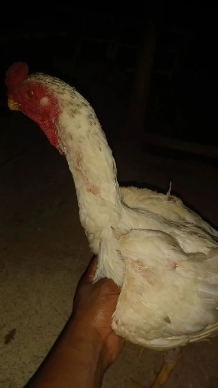 Frango - Foto 3