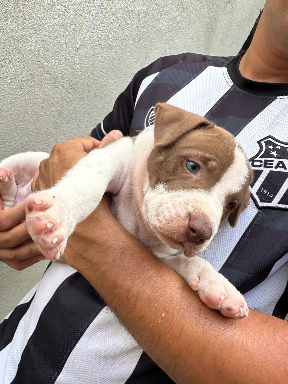 Pitbull filhote 