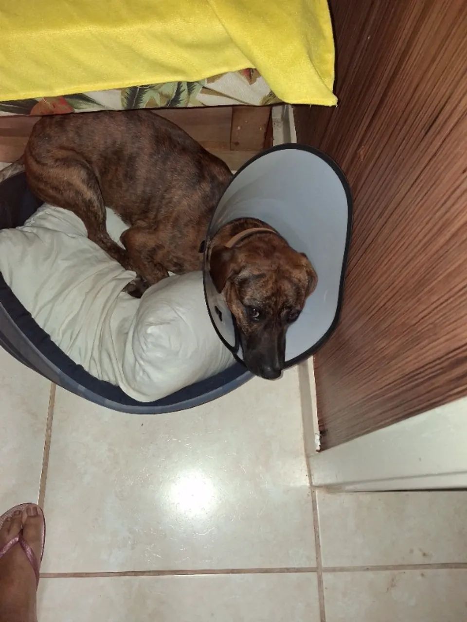 Doação de pet  - Foto 5