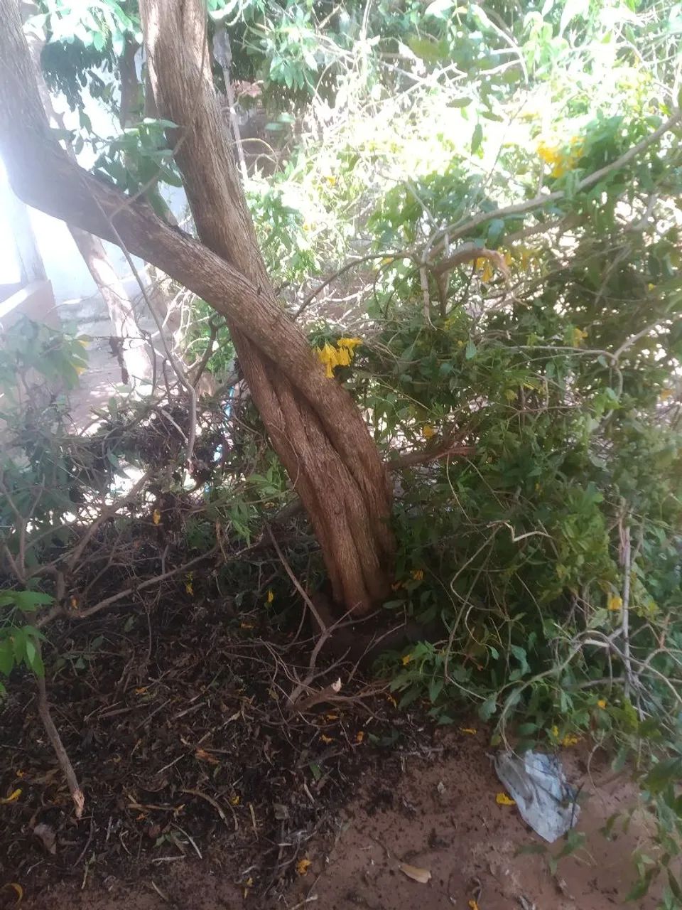 Limpeza de terreno  - Foto 5