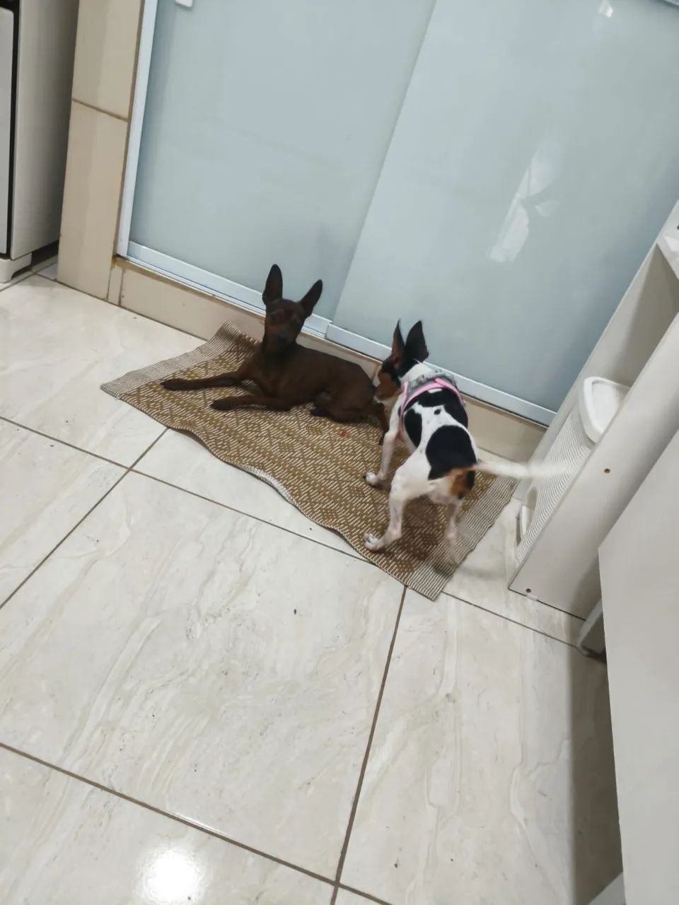 Vendo 2 pinscher macho - Foto 5