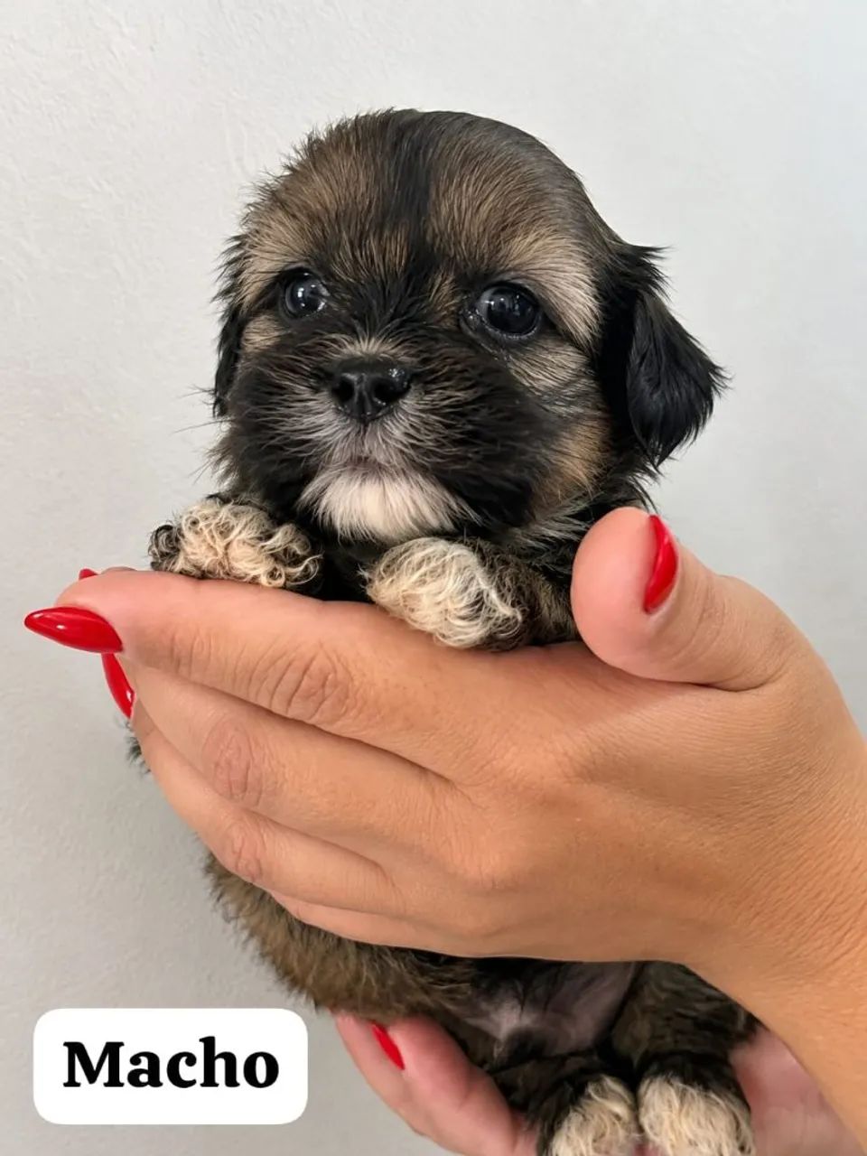 Lhasa apso Puro Filhotes  - Foto 3