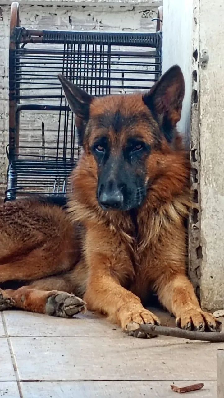 Filhote de cachorro - Foto 3