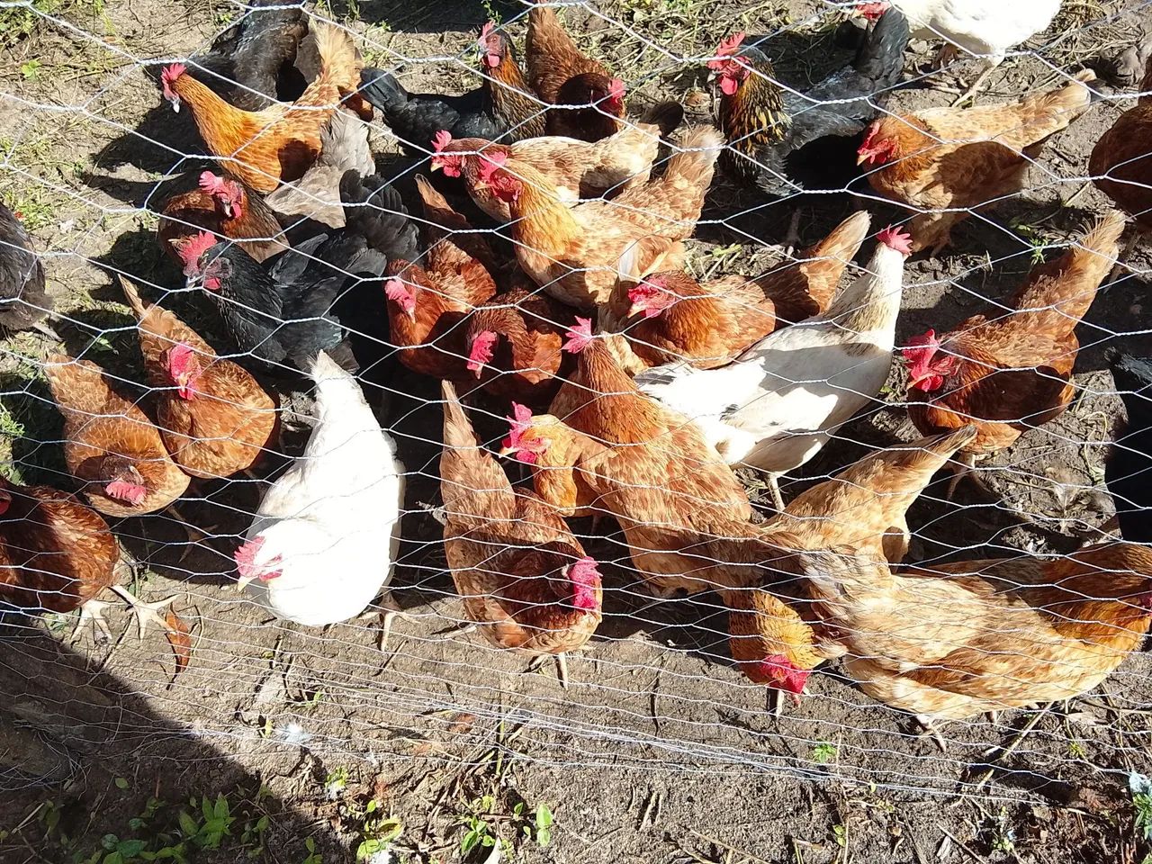 Galinhas GLC em pico de produção  - Foto 2