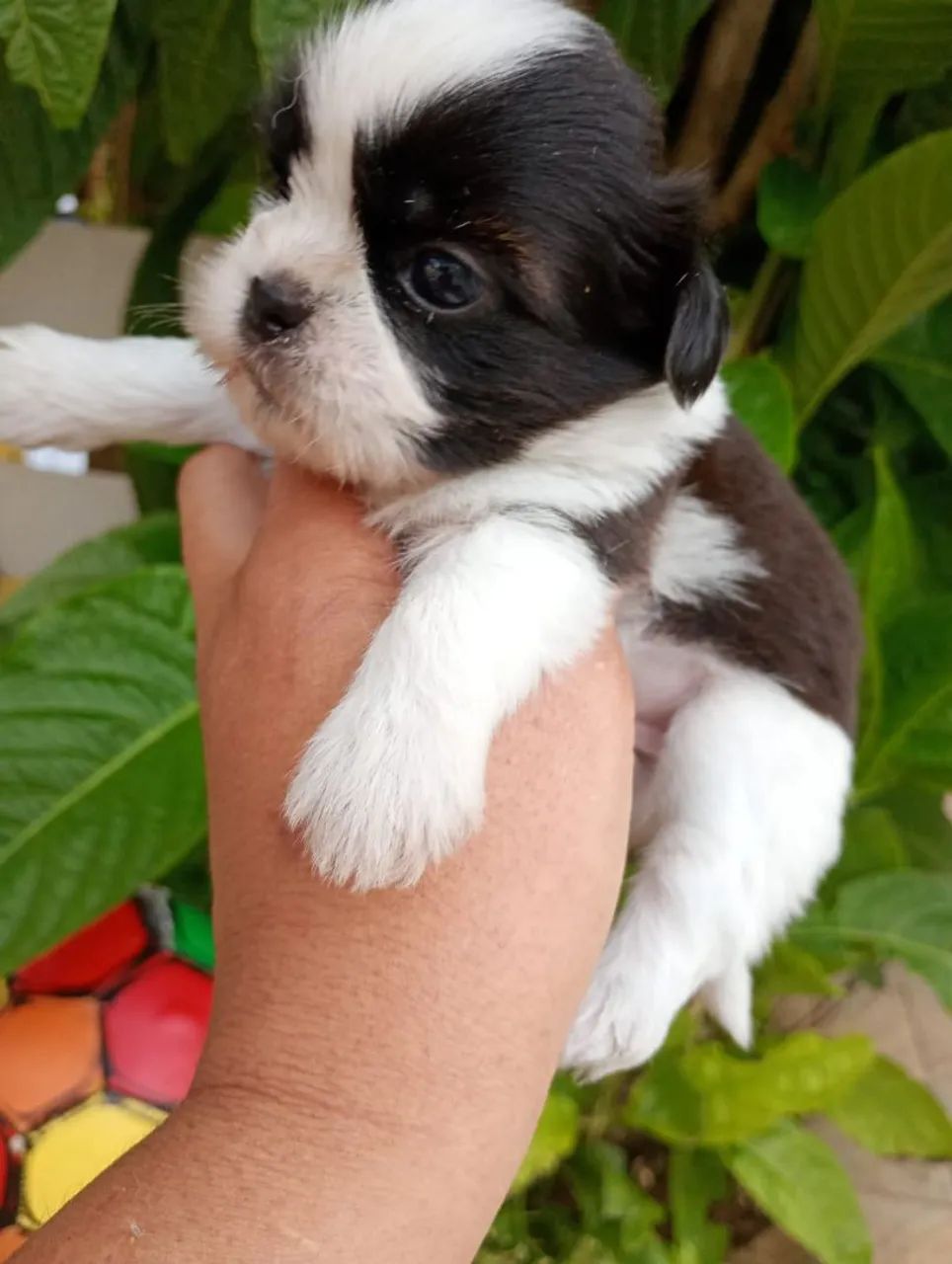Shih Tzu Machos com pedigree em 10x de $120 - Foto 3