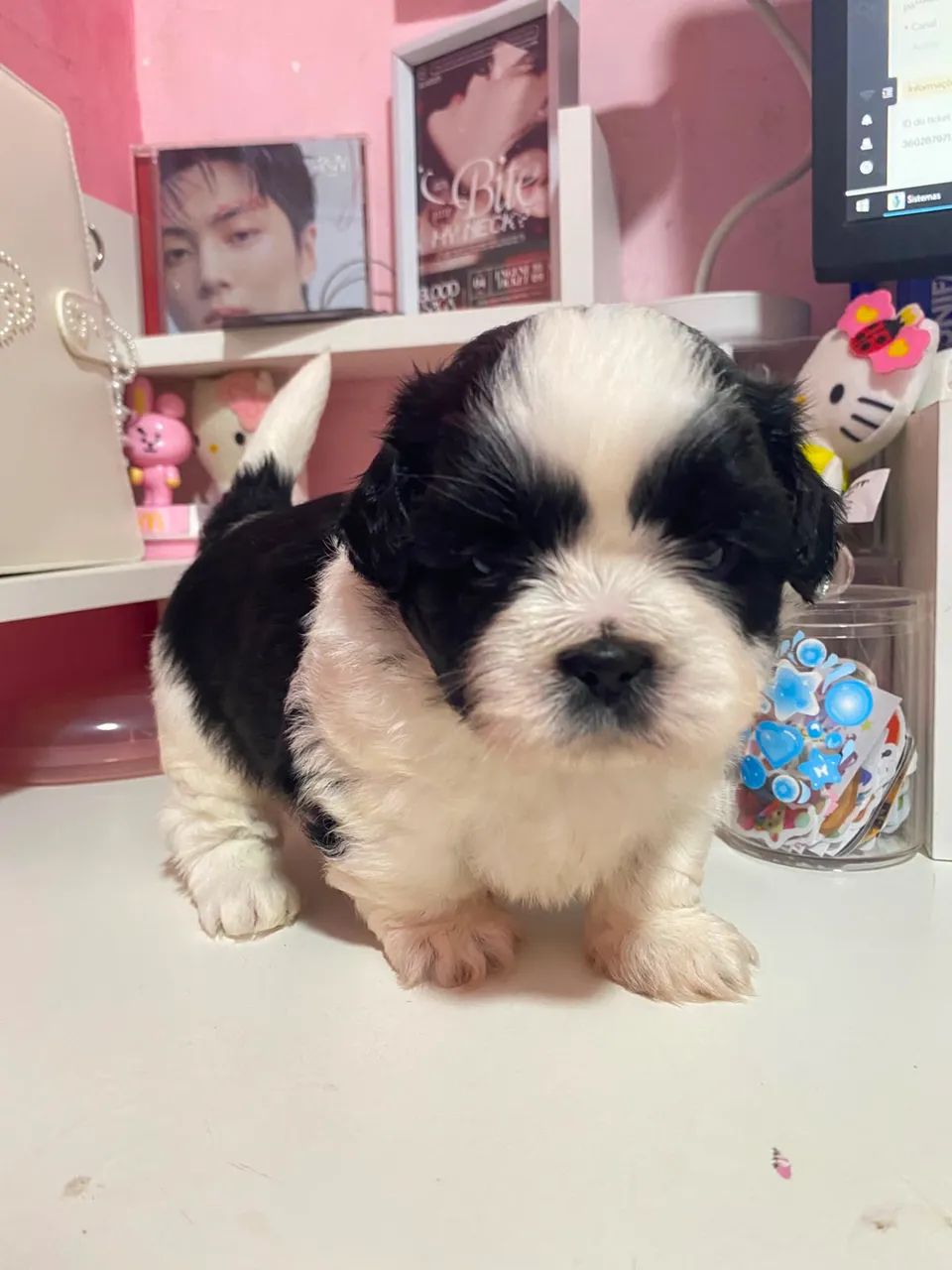 Filhote de Shihtzu  - Foto 3