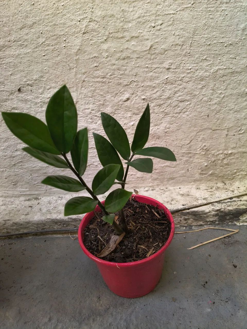 Plantas - Foto 3
