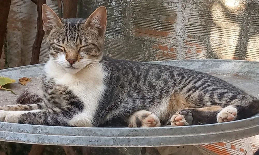 Doação de Gatos.