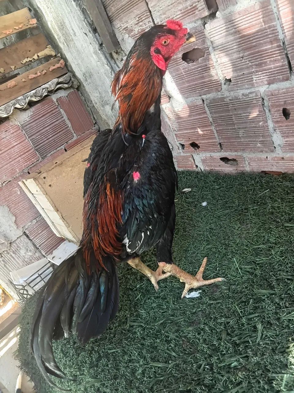 Frango indiano  - Foto 5