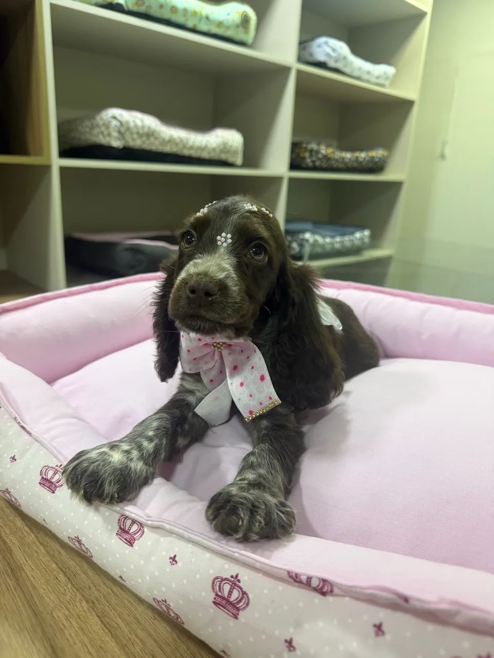 Cocker spaniel inglês