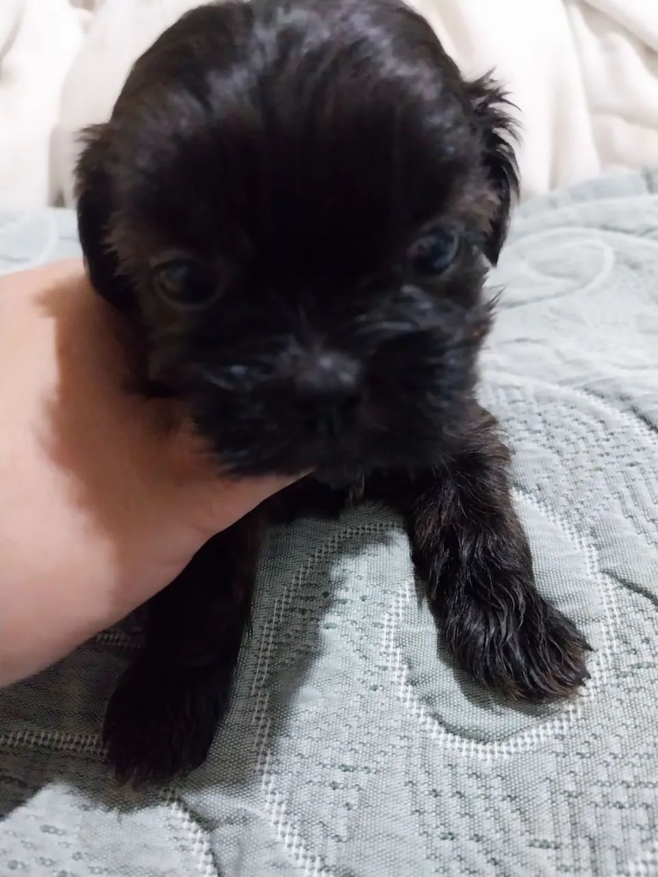 Shih Tzu  - Foto 5