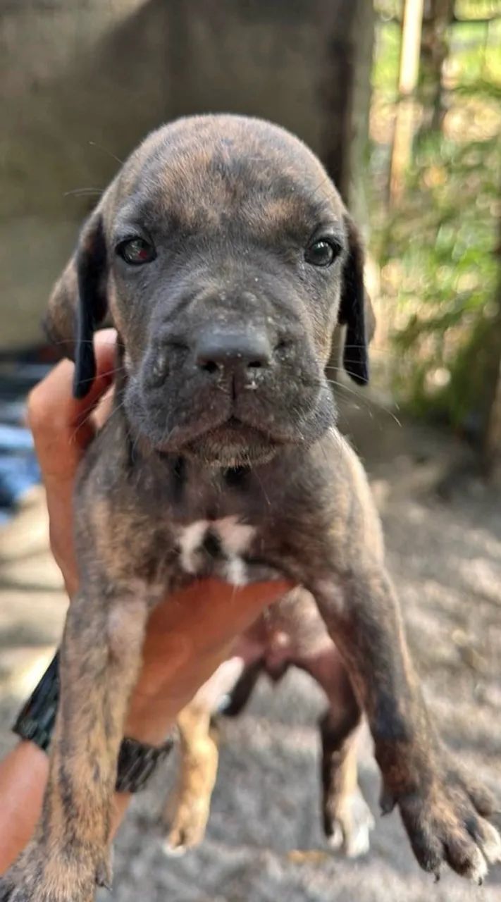 Fila brasileiro - Foto 2