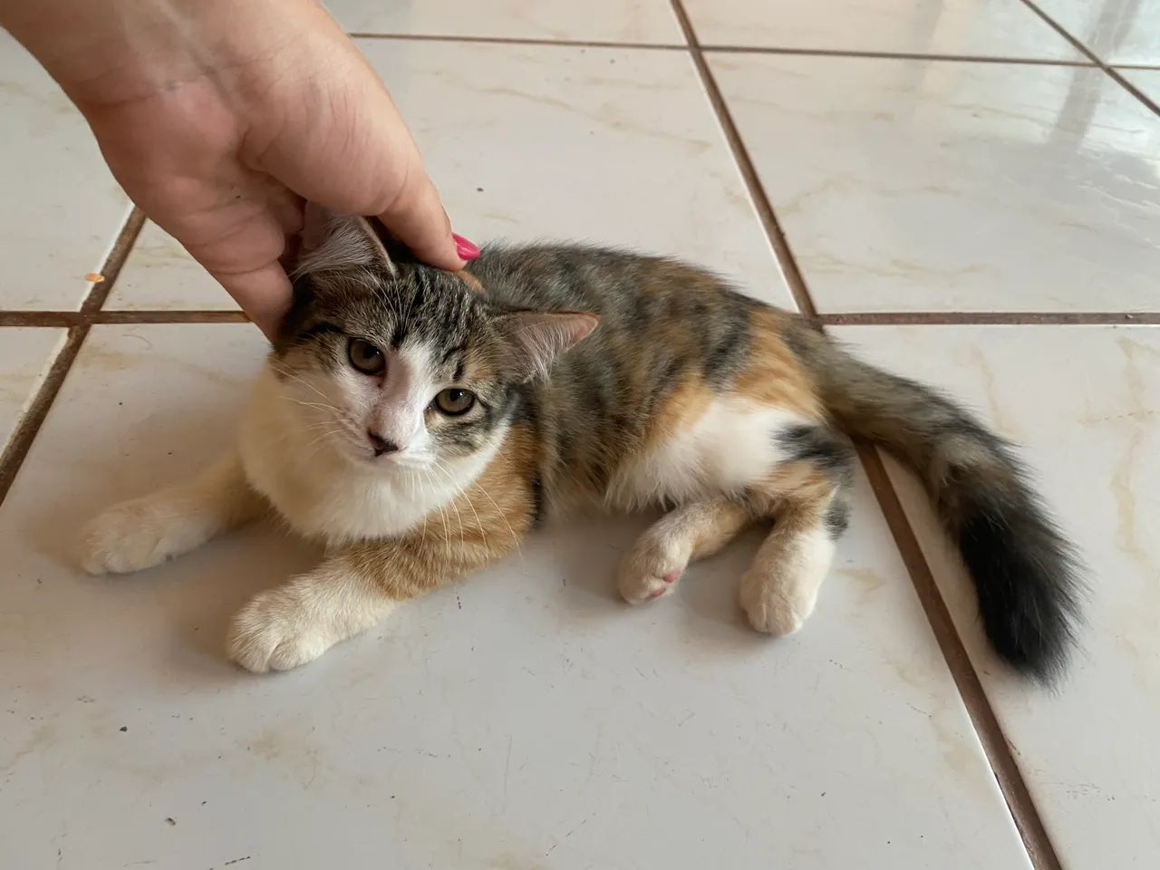 Doação de gatinhas  - Foto 3