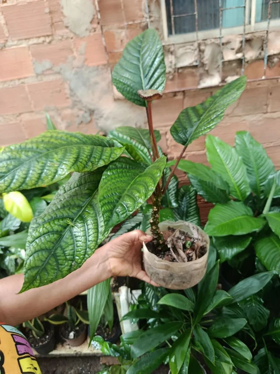 Mudas plantas  - Foto 3