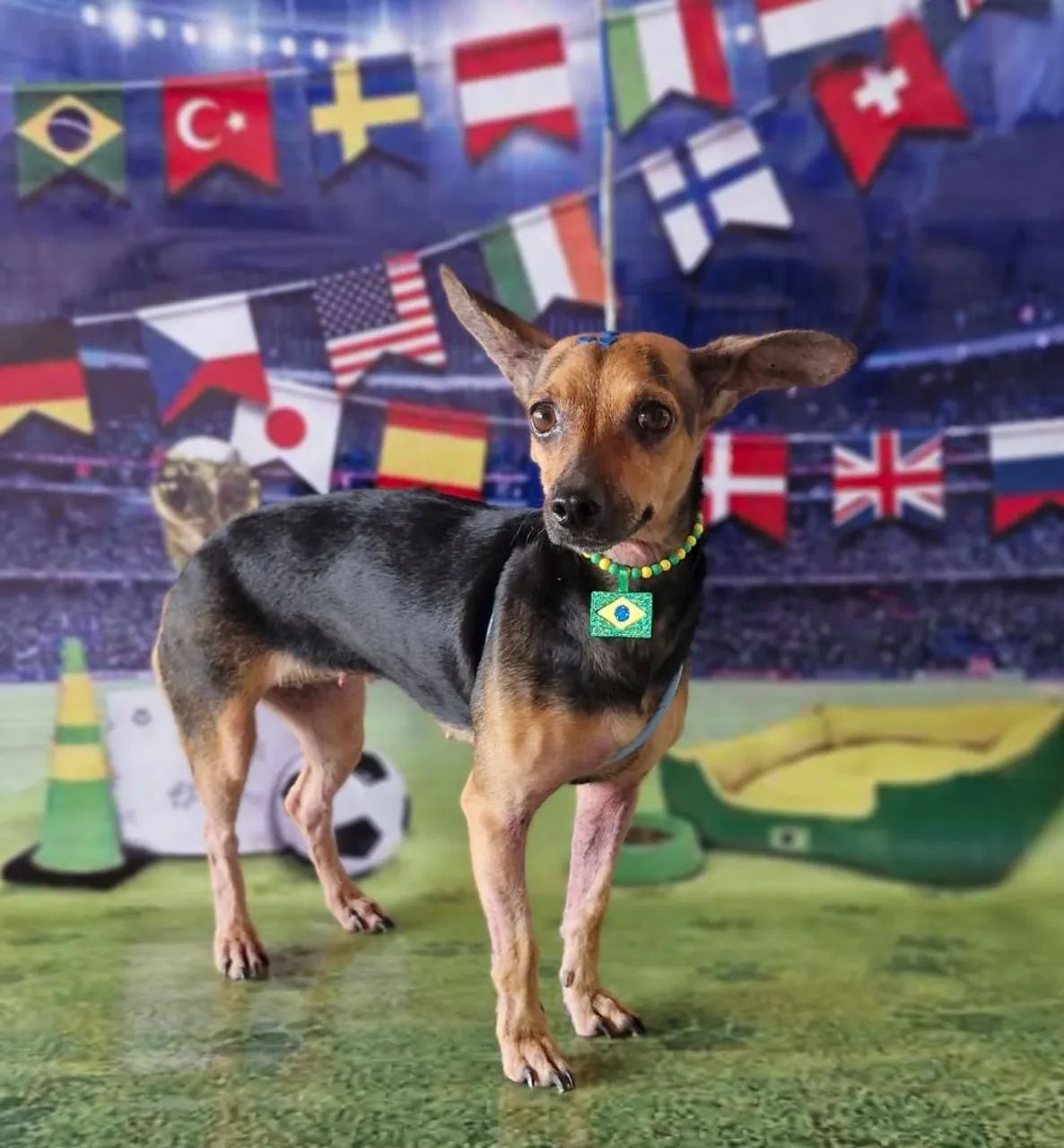 Doação de cachorra picher