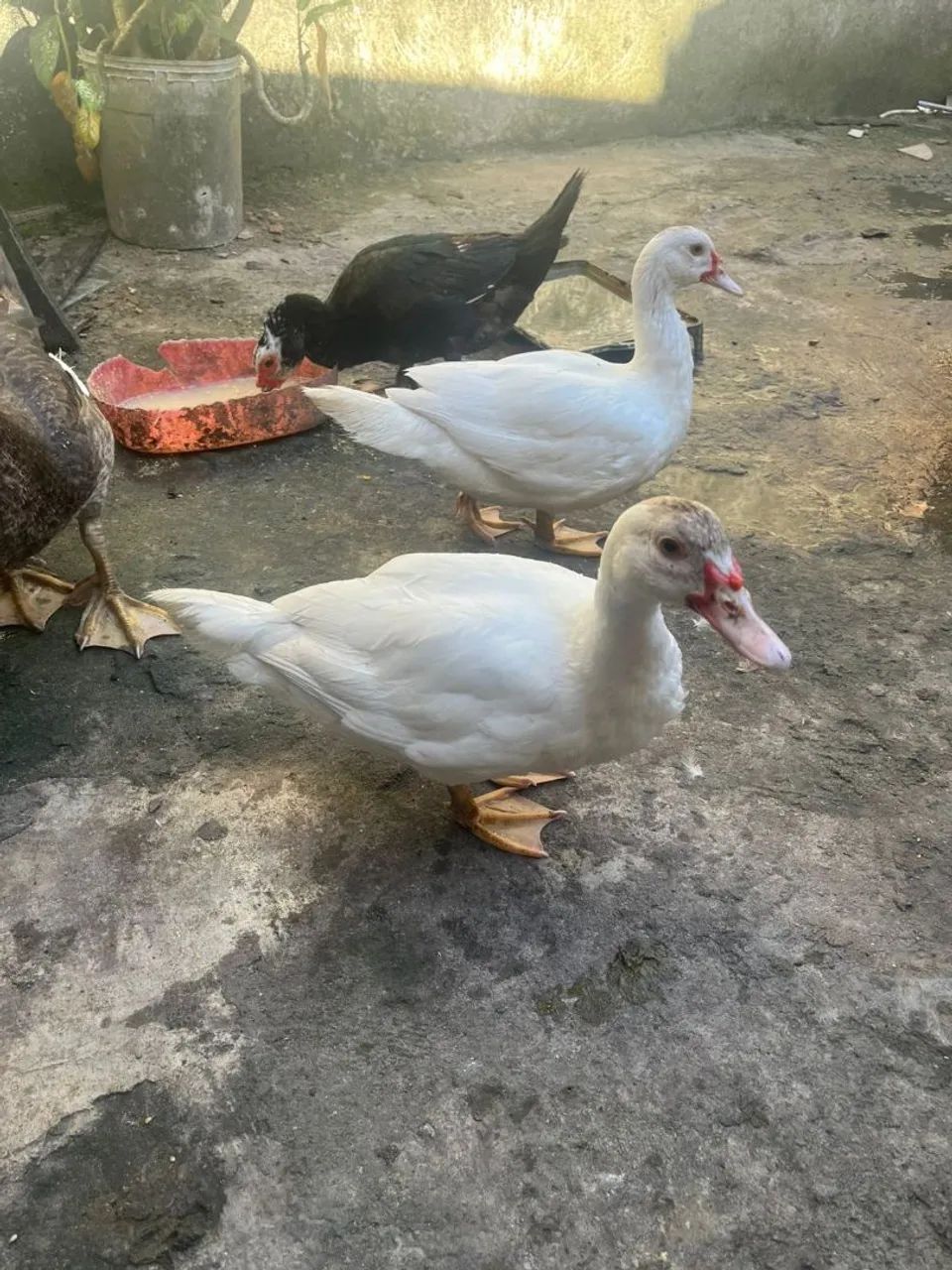 PATOS - Foto 2