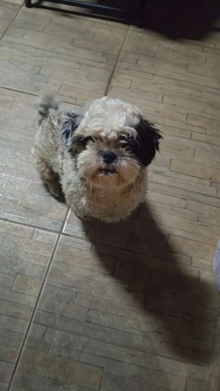 Doando Shitzu 