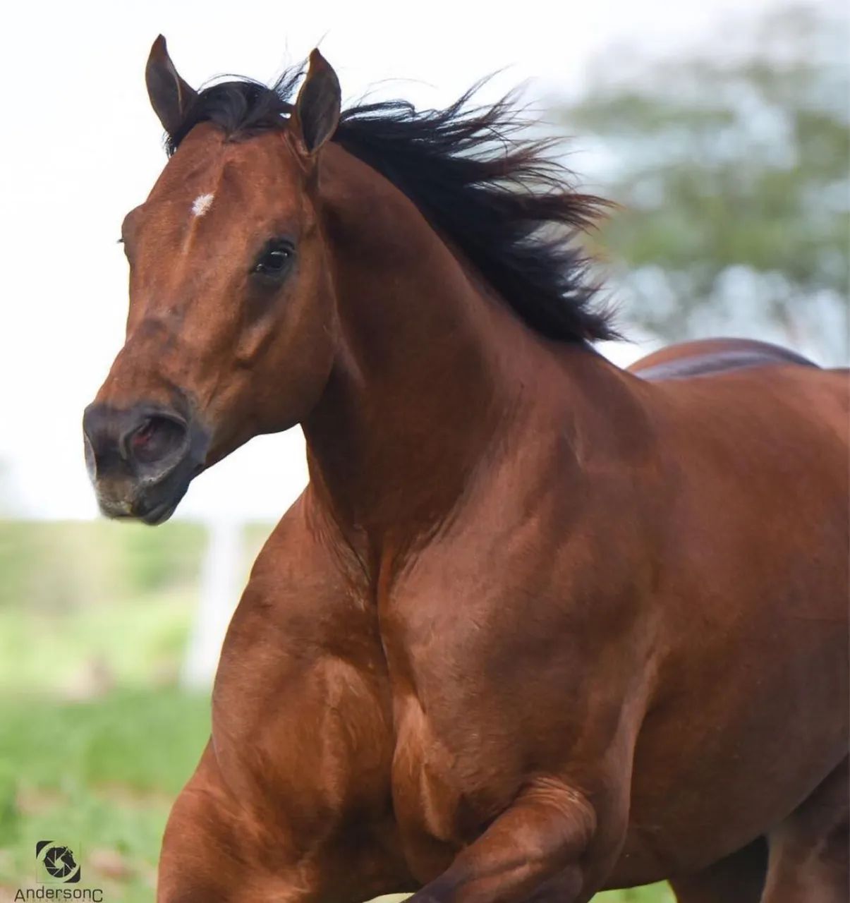 CAVALO DE DIREITA - Foto 4