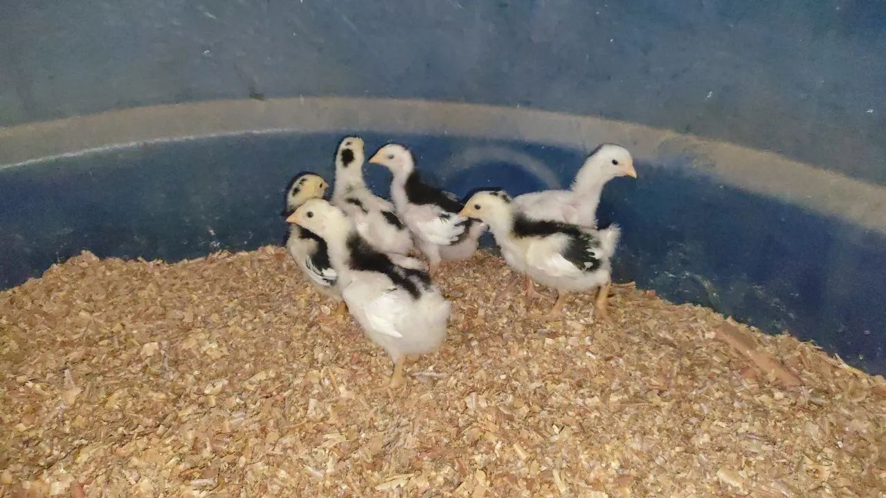 PINTOS GALINHA GSB BALÃO - Foto 4