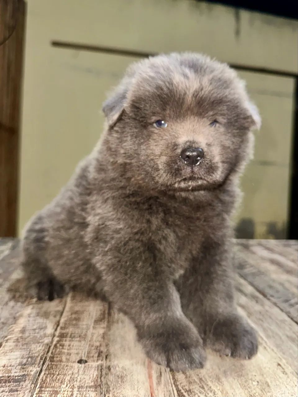 FILHOTE DE CHOW-CHOW