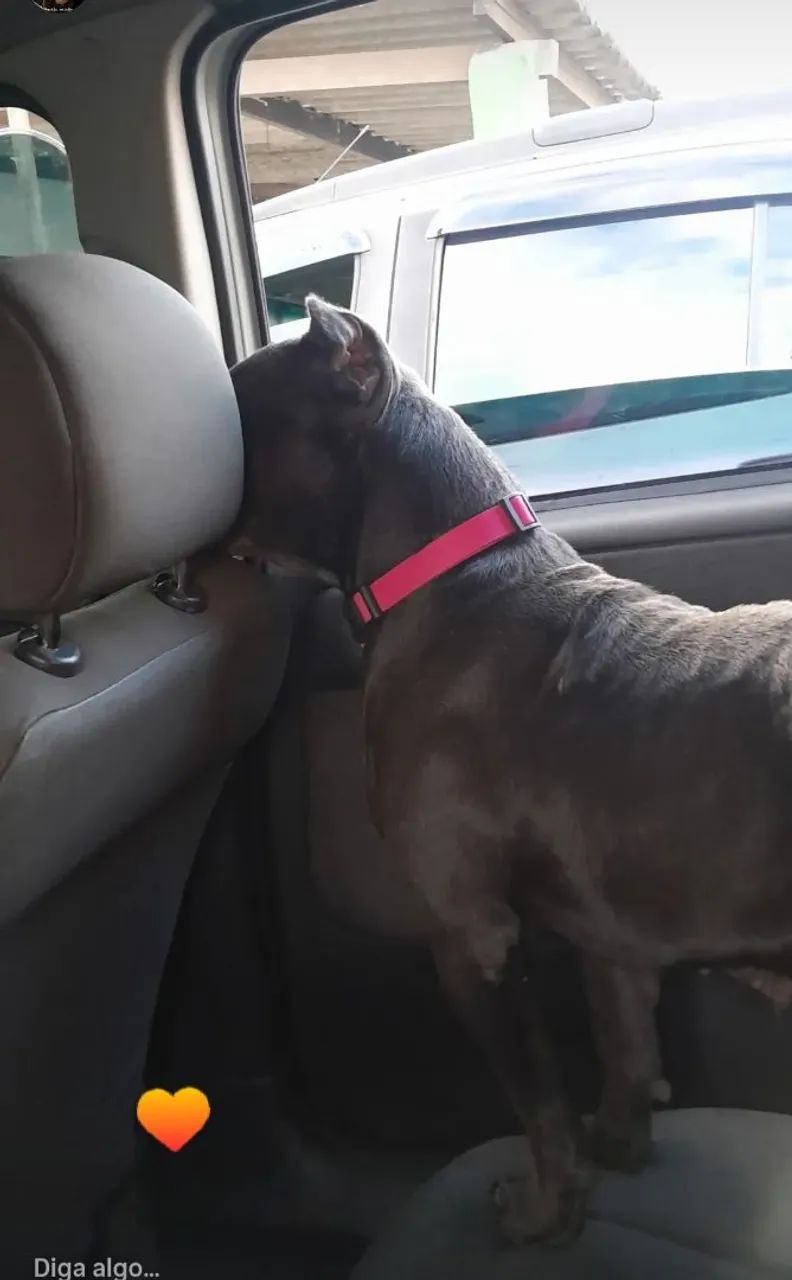 Cadela - Foto 3