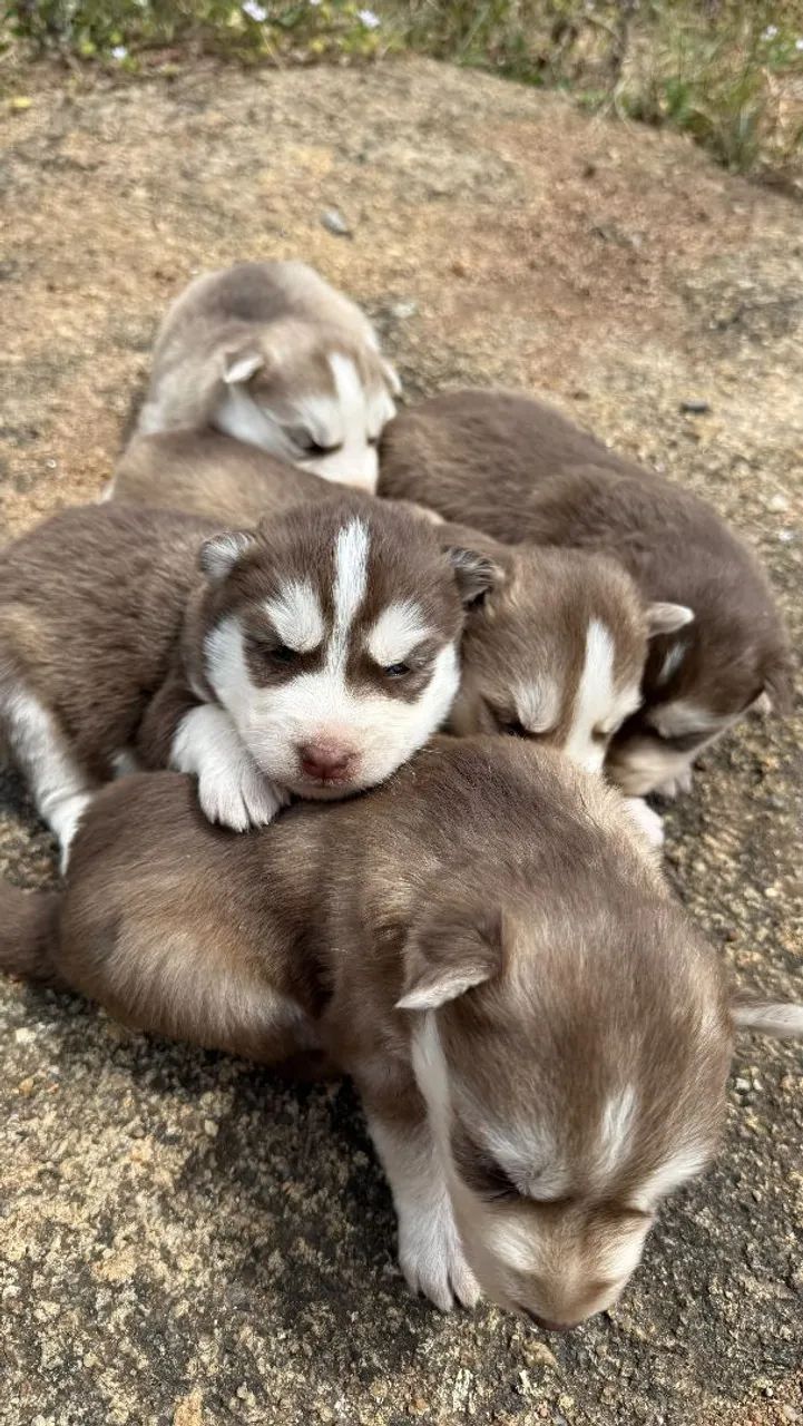 Husky siberiano  - Foto 5