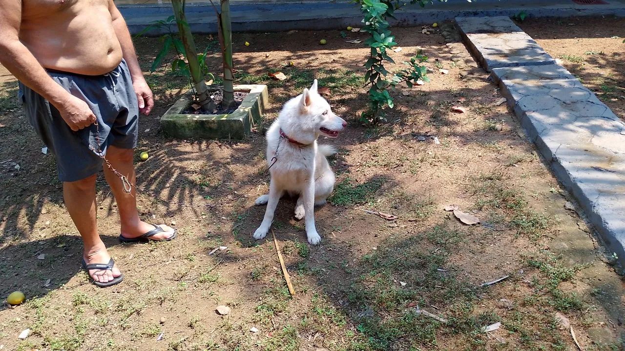 Vendo uma cachorra de raça - Foto 2