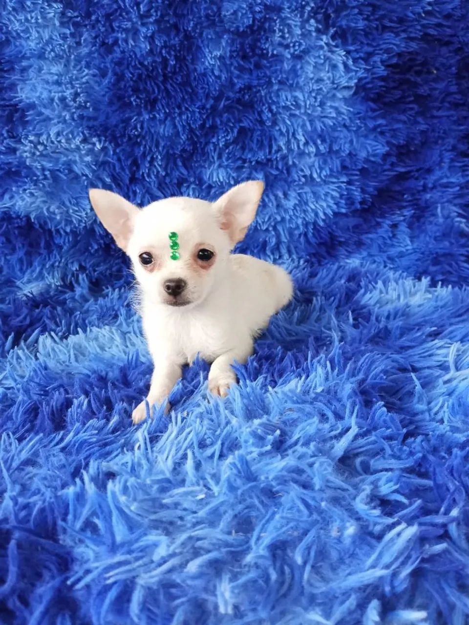 Chihuahua  - Foto 2