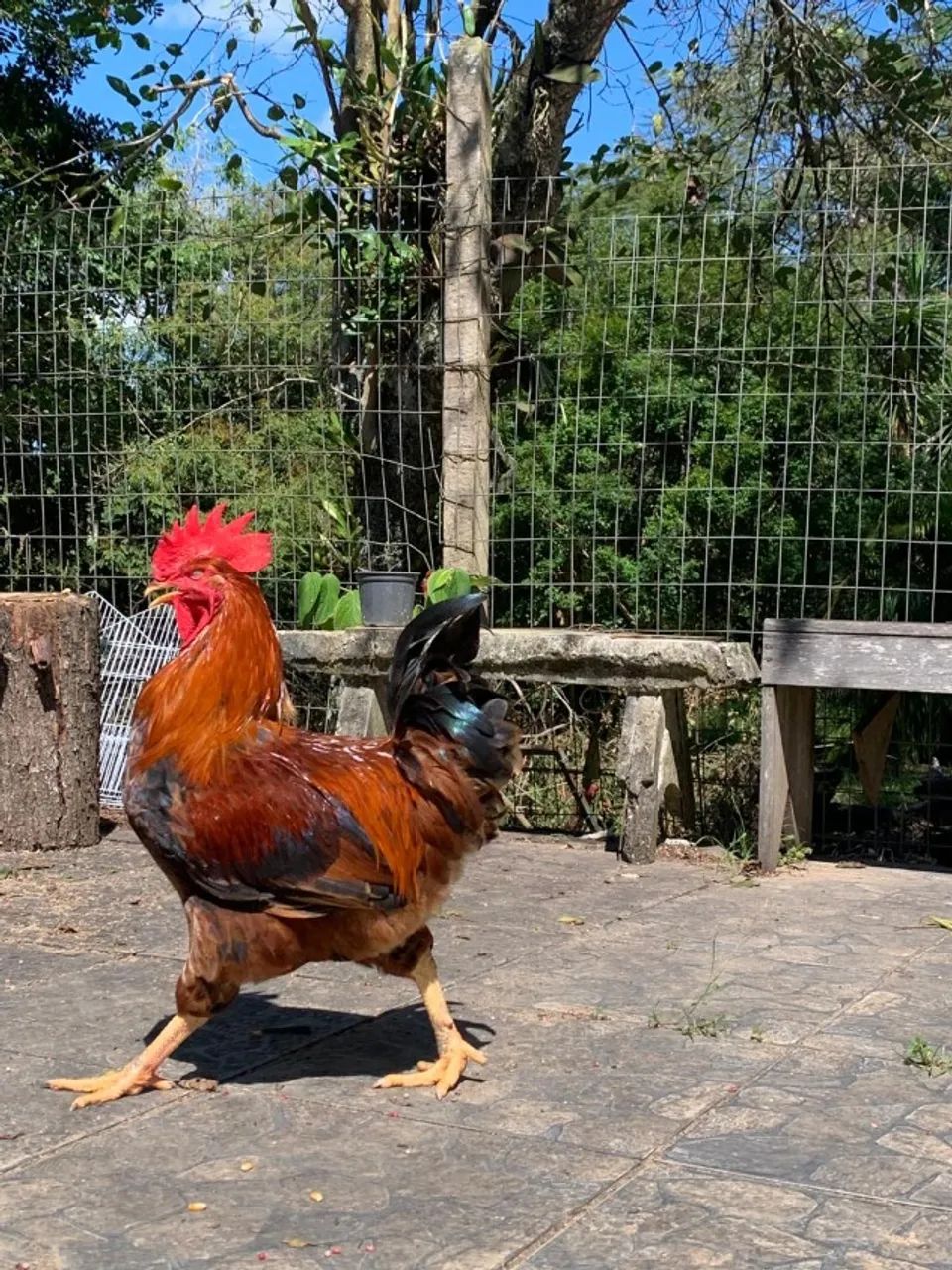 Galo Caipirão grandes e lindos R$ 90,00 - Foto 4
