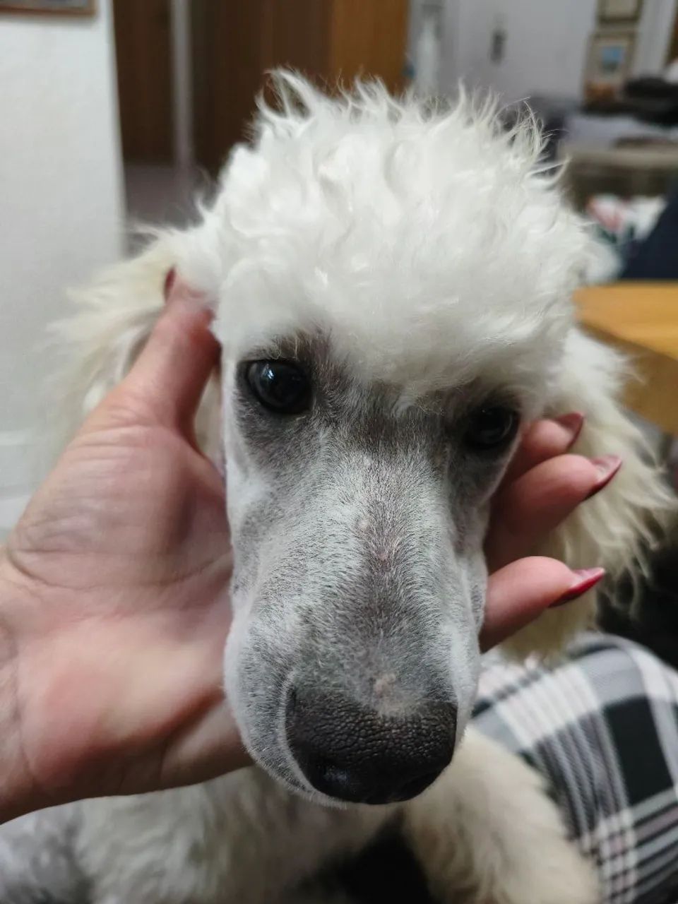 Poodle anã  - Foto 2