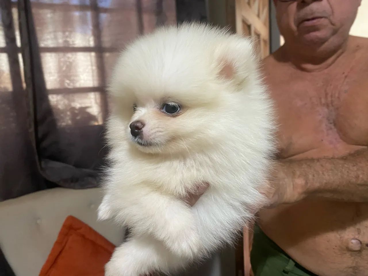 Spitz alemão anao - Foto 3